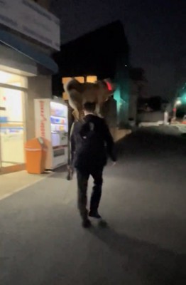 夜道を遠ざかる人と犬
