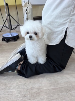 キリッ