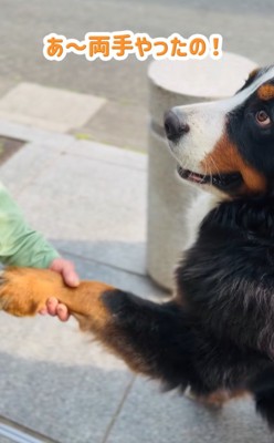 おかわりする超大型犬