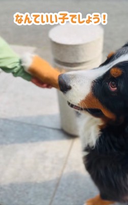おてする超大型犬