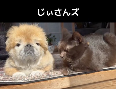 一緒に日向ぼっこ中。