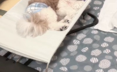バウンサーをあげたら