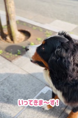 見送る超大型犬