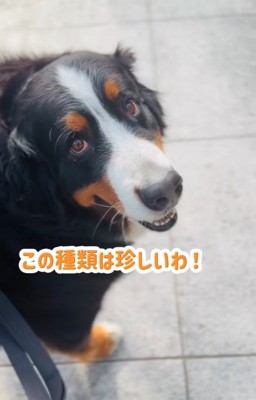 褒められる超大型犬2