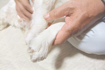犬の手足チェック