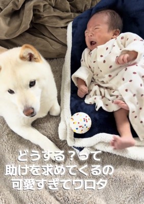 カメラを見上げる犬