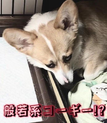 般若系コーギー！？
