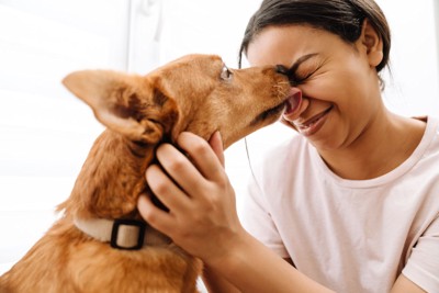 女性の鼻を舐める犬