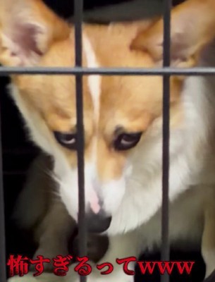ちくわちゃんの定番顔！