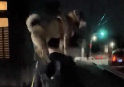 肩の上から前を見る犬