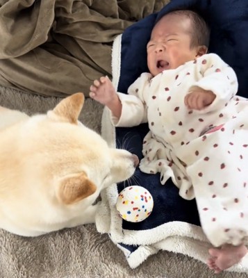 泣く赤ちゃんを見つめる犬