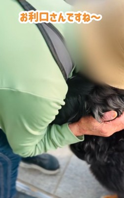 抱きしめられる超大型犬