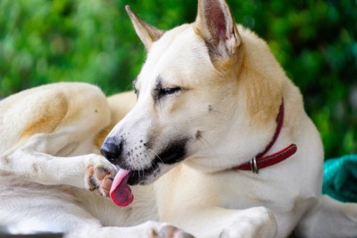 後ろ足を舐める犬