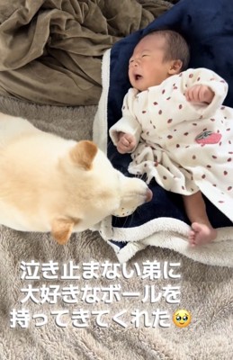 赤ちゃんにボールを近づける犬