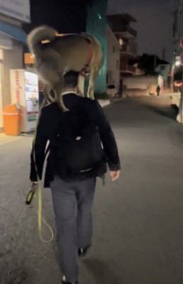肩に乗る犬