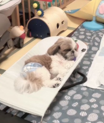 バウンサーでくつろぐバズくん