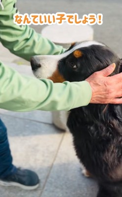 撫でられる超大型犬