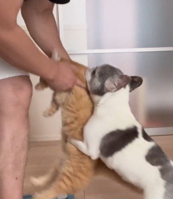 飼い主がもちあげようとした猫にしがみつく犬