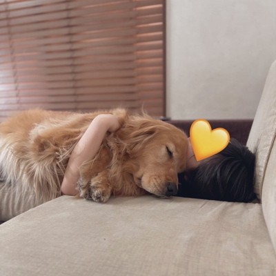 添い寝する犬