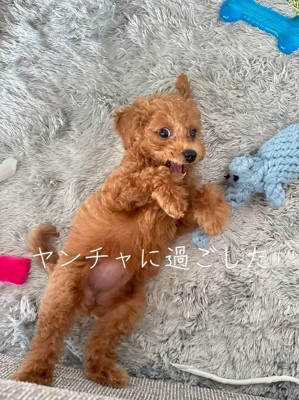 カーペットの上に寝転がってカメラを見つめる子犬