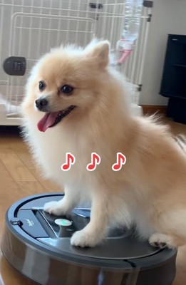 去っていくきなこちゃん