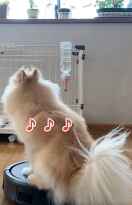 後姿のきなこちゃん