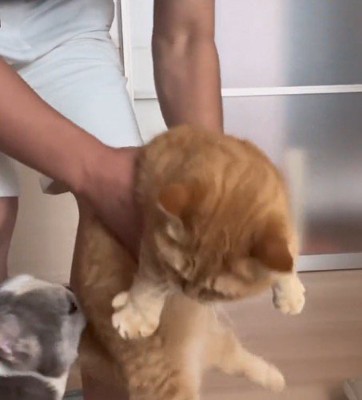 抱っこしていた猫を床に降ろす飼い主