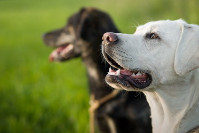 座っている犬の横顔