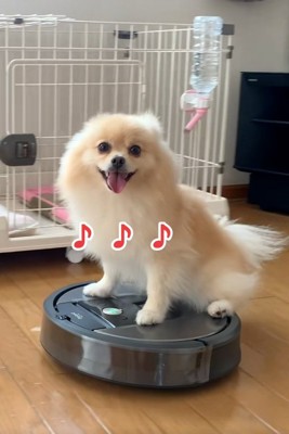 室内ドライブのきなこちゃん