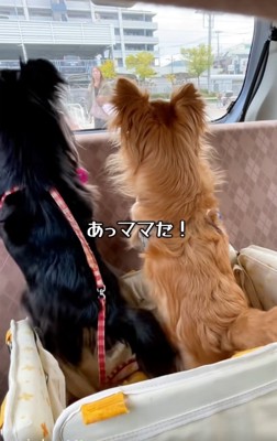 ママに気付いた2匹