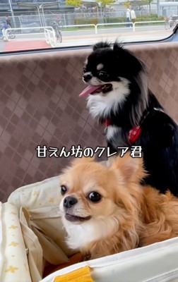 鳴きだすクレアくん