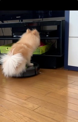 テレビ台にぶつかりそうなきなこちゃん