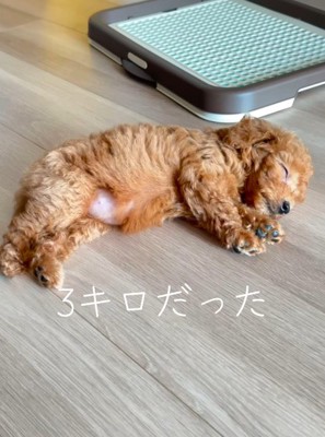 床に横になって眠る子犬