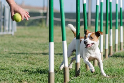スラロームをやっている犬