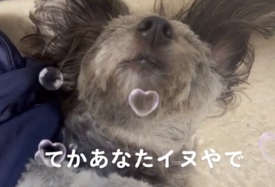 眠る犬のアップ
