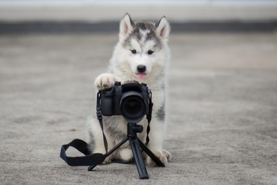 カメラに手を乗せる子犬