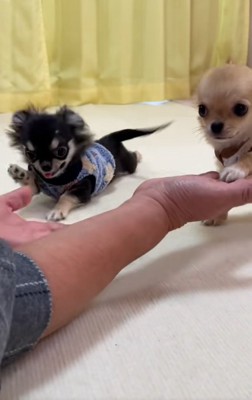 オテする2匹