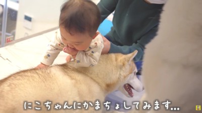 ナデナデも体験できた♪