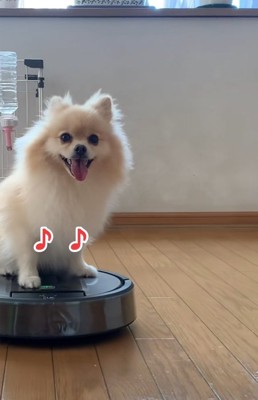 楽しいきなこちゃん