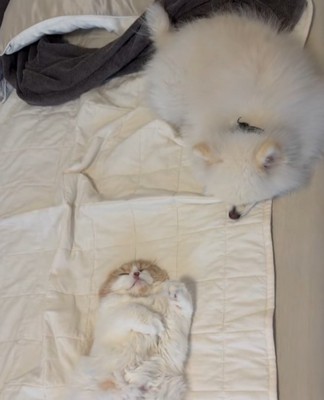 飼い主さん、やる気を失う…