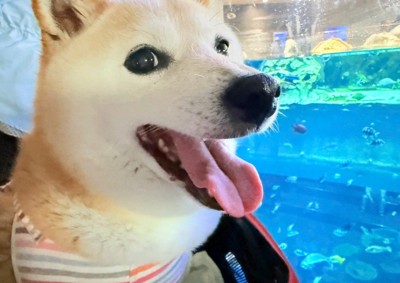 初めて尽くしの水族館