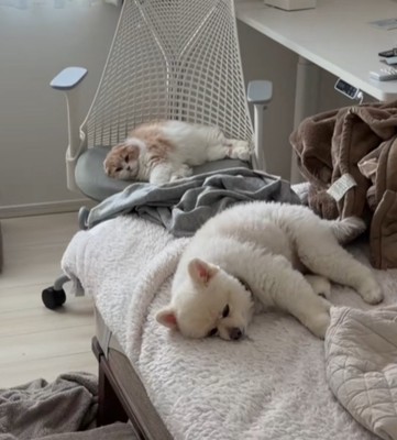 2匹とも眠そう