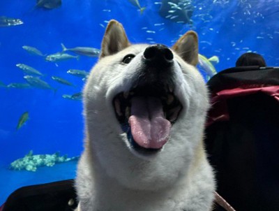 「次は何がいるの？」