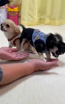 褒めちぎるおばあちゃん