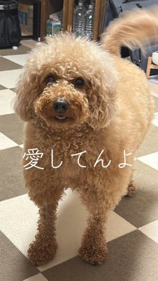 しっぽを振って飼い主を見つめる犬