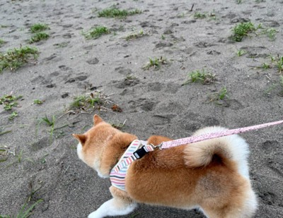 砂浜でも遊べたよ♪
