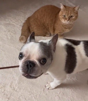 飼い主と猫の間に立つ犬
