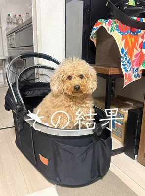 キャリーバッグの中に座る犬