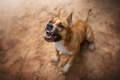 威嚇する犬