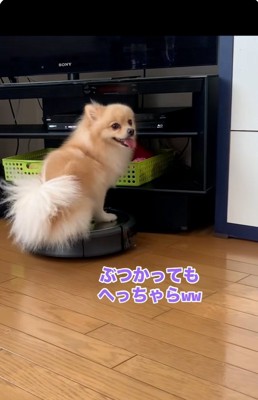 へっちゃらなきなこちゃん